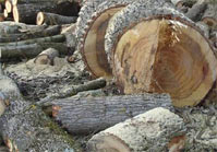 Holzernte, Baumfällungen uvm